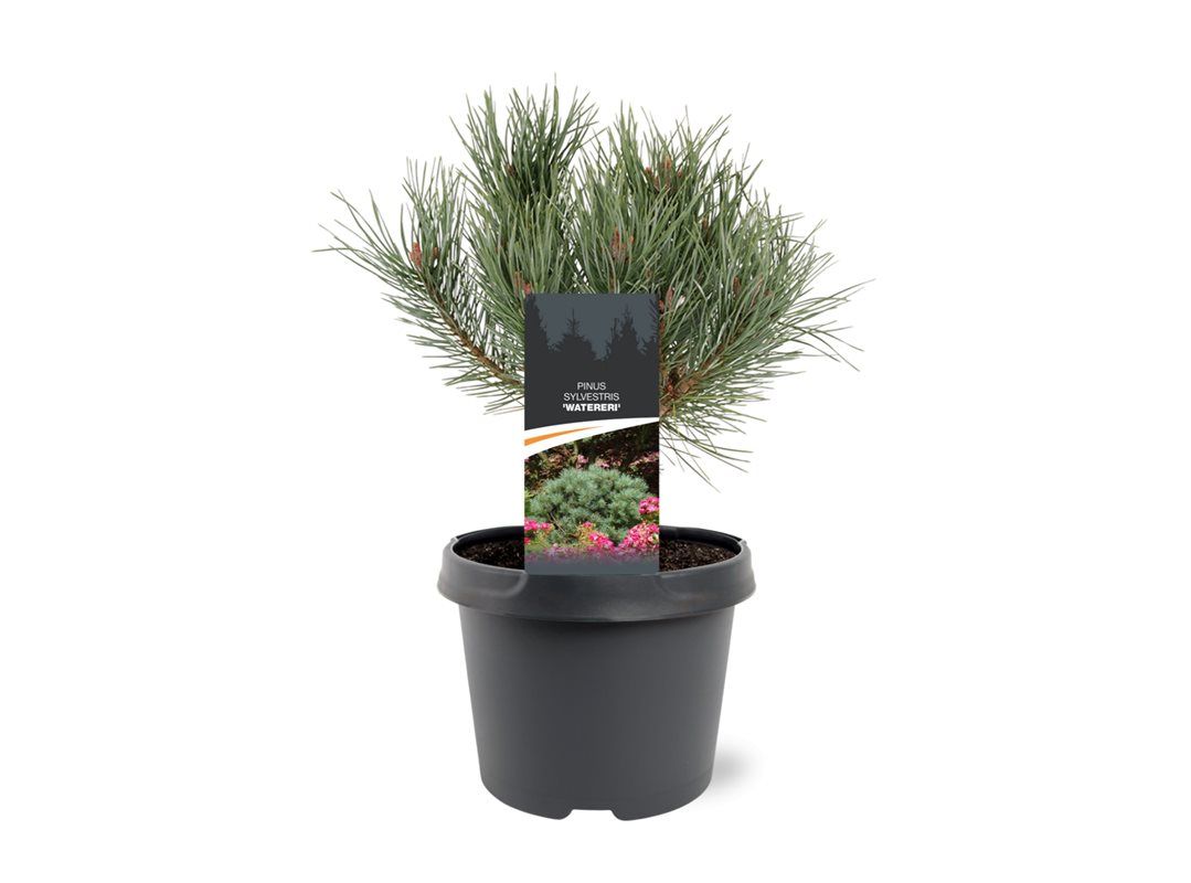 Bremmer Boomkwekerijen Pinus sylvestris Watereri Pack of 1