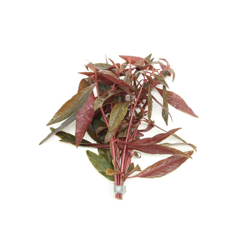 Alternanthera 5cm 2cm Pot