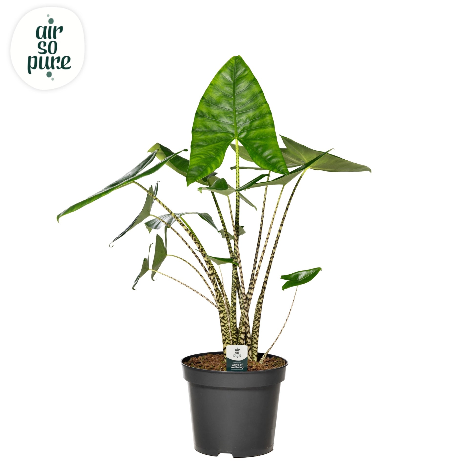 Alocasia Zebrina 130cm 35cm Pot