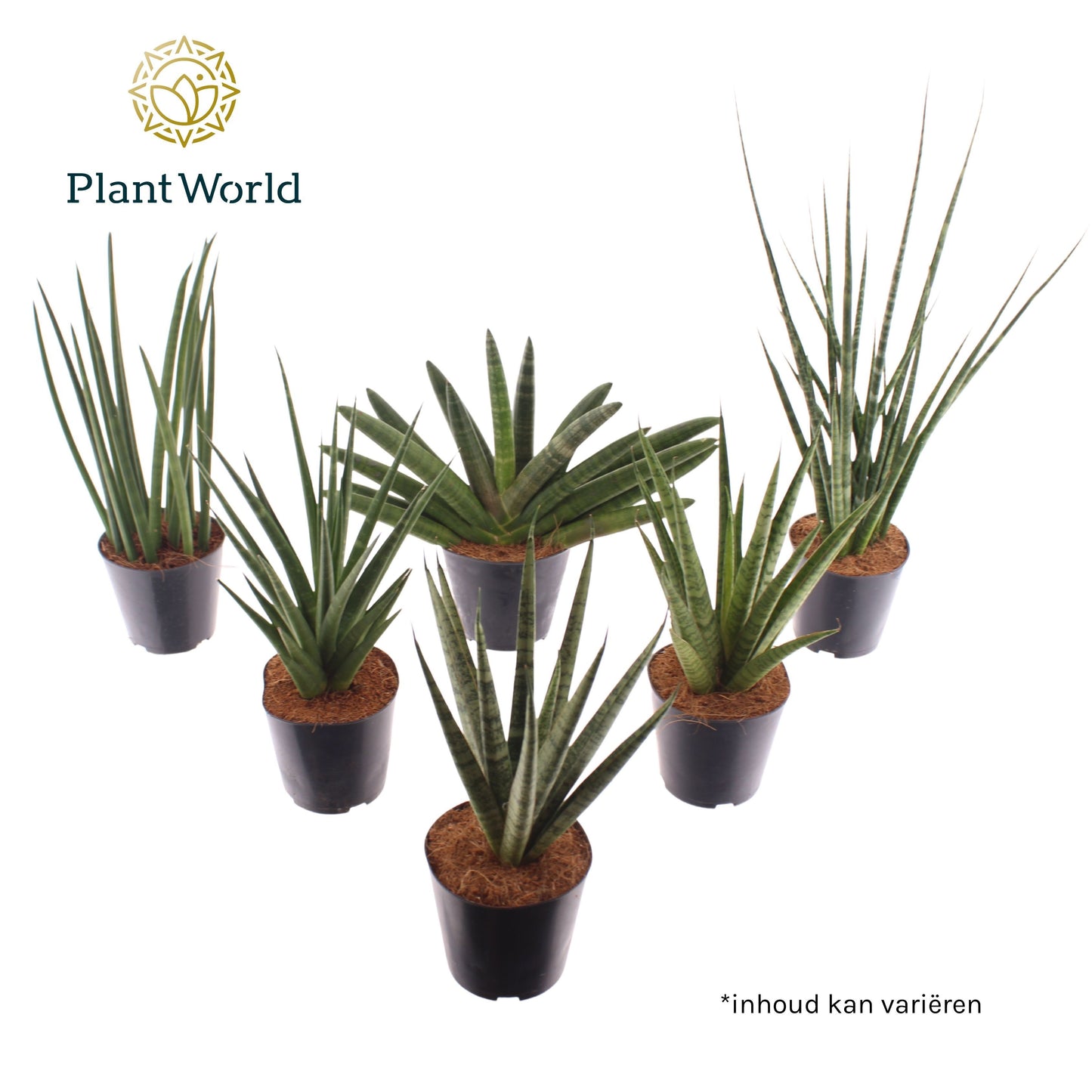 Sansevieria Luxe mix 30cm 12cm Pot