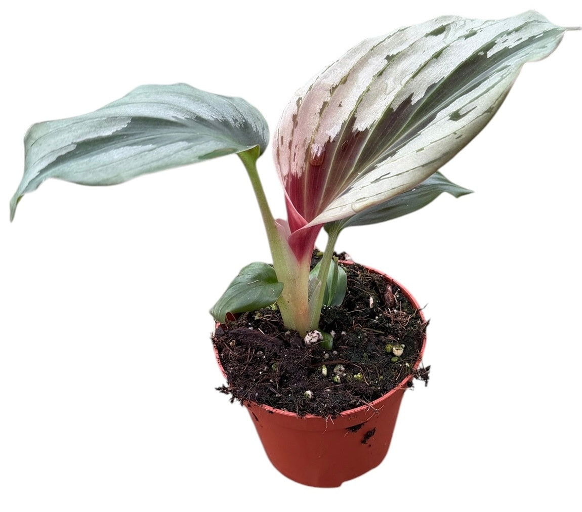 Kaempferia Aurantiflora Jungle Silver 15cm 8cm Pot