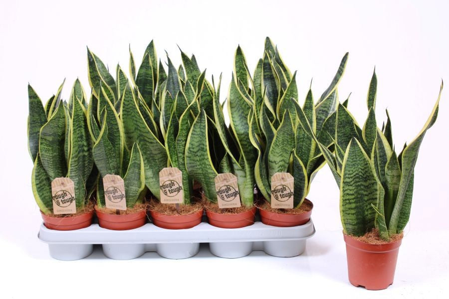 Sansevieria Futura Superba 40cm 12cm Pot