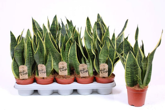 Sansevieria Futura Superba 40cm 12cm Pot
