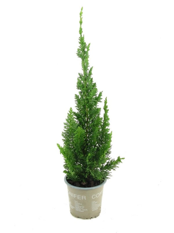 Chamaecyparis Little Spire 20cm 9cm Pot