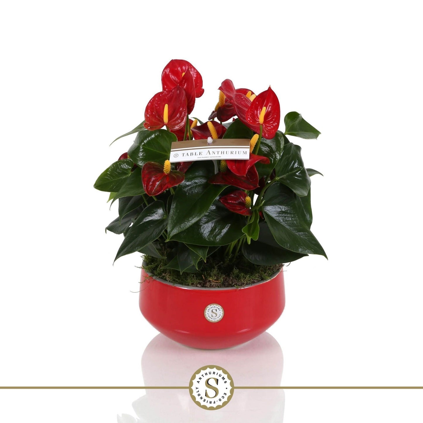 Anthurium Royal Champion 30cm 17cm Pot