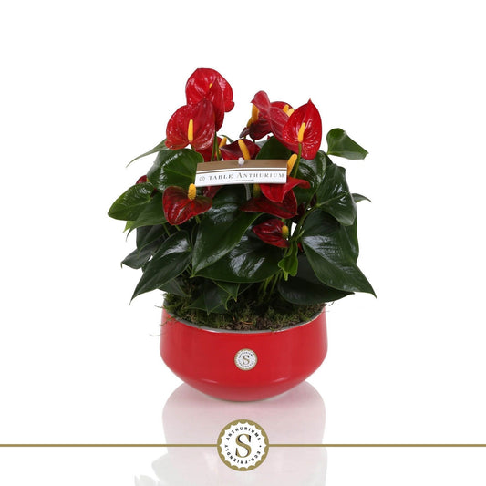 Anthurium Royal Champion 30cm 17cm Pot