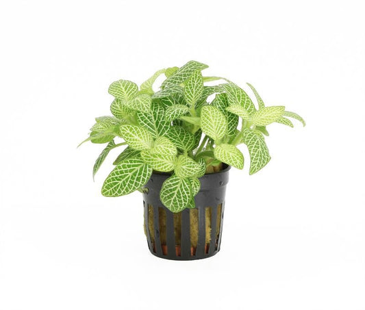 Fittonia white/green (Aqua) 10cm 5cm Pot