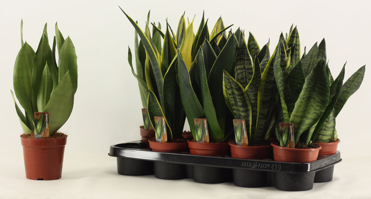 Sansevieria trifasciata 30cm 12cm Pot