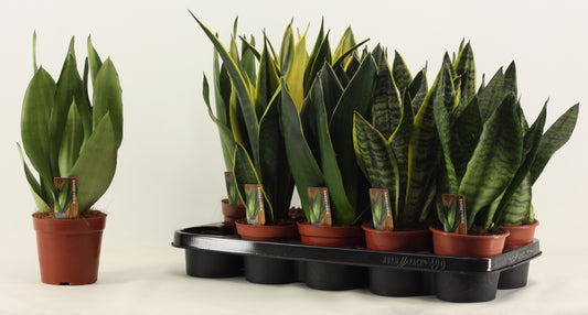 Sansevieria trifasciata 30cm 12cm Pot
