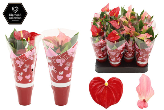 Anthurium mix 18cm 6cm Pot