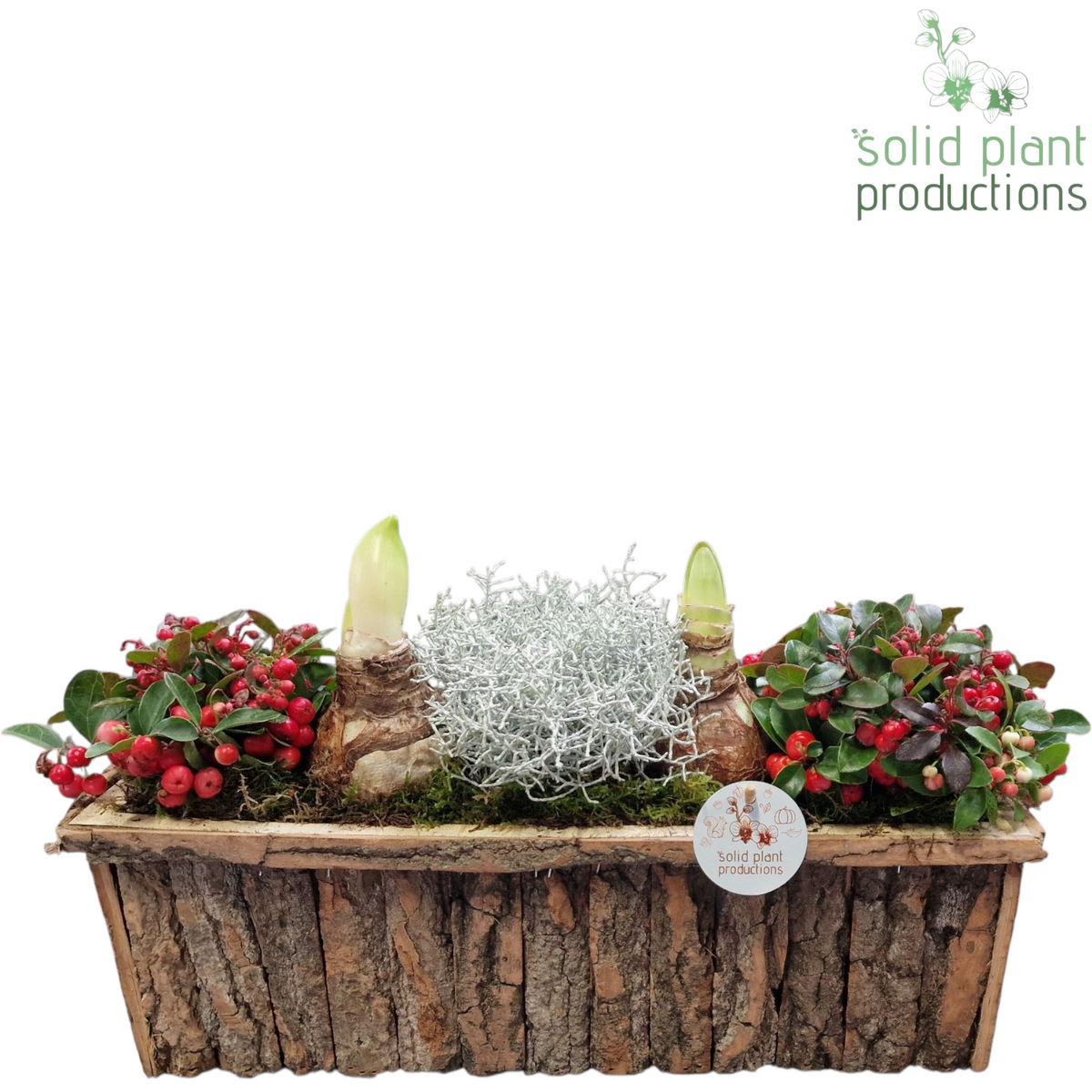 arr. Hippeastrum 24cm 44cm Pot