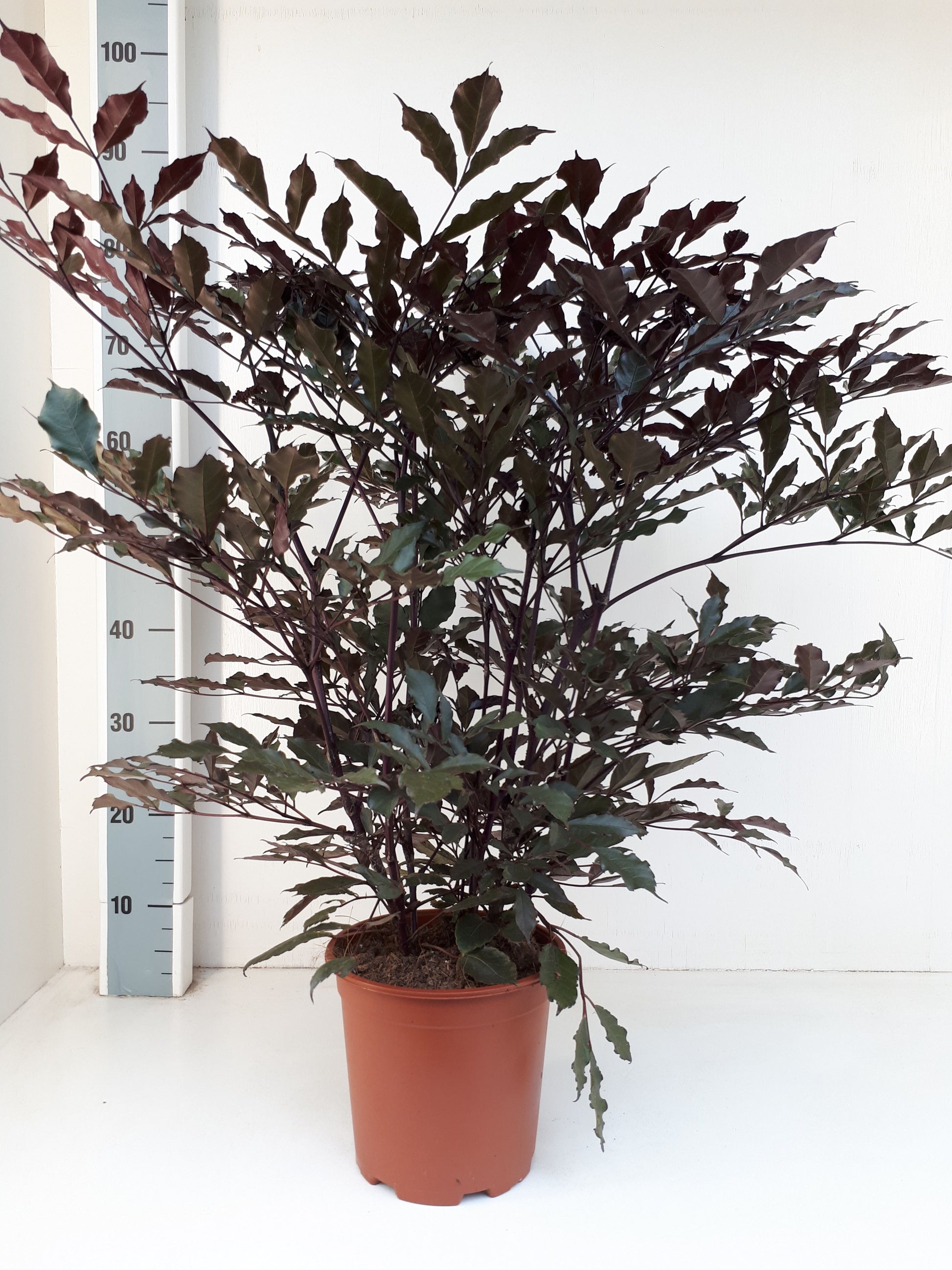 Leea gui. Burgundy 75cm 19cm Pot