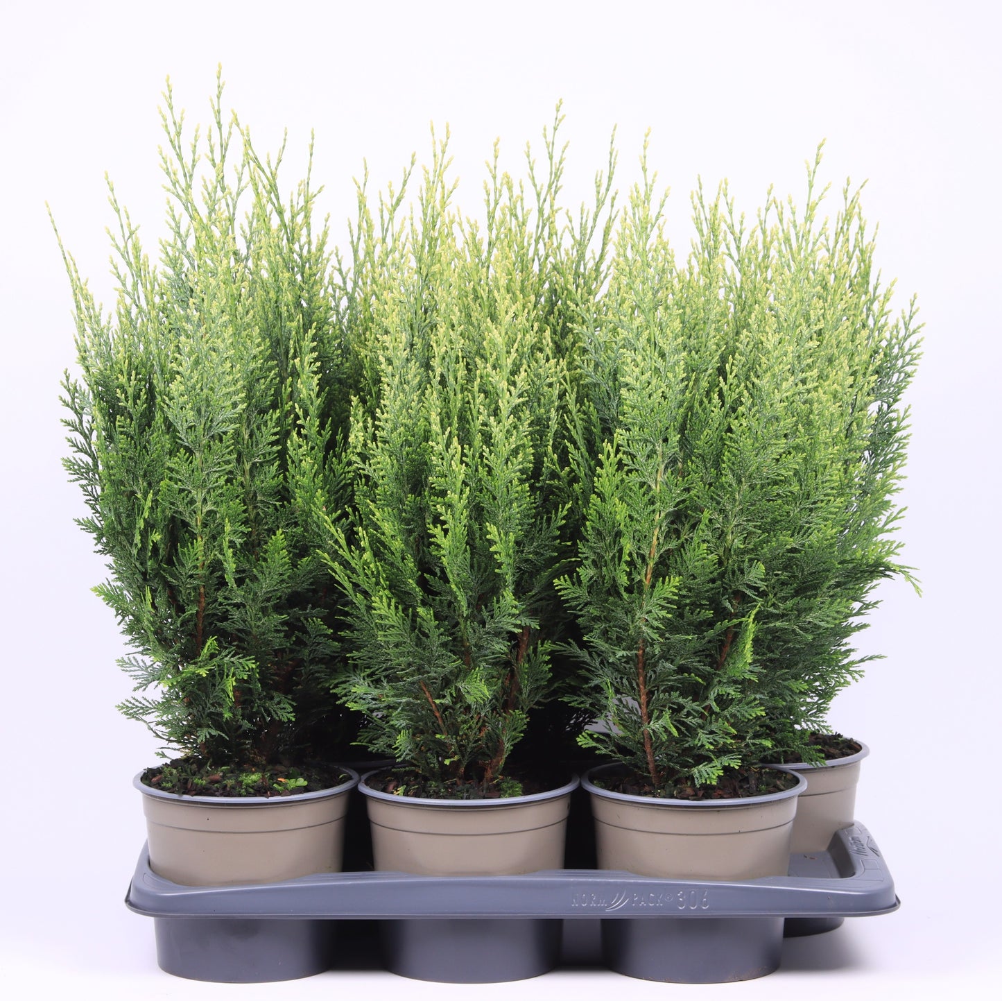 chamaecyparis-white-spot-55cm-17cm-pot