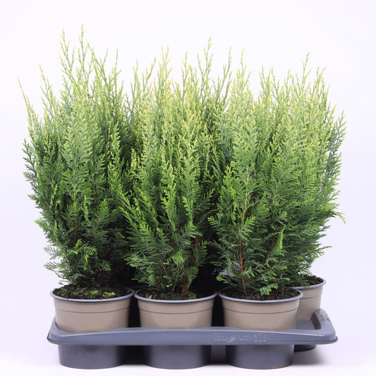 chamaecyparis-white-spot-55cm-17cm-pot