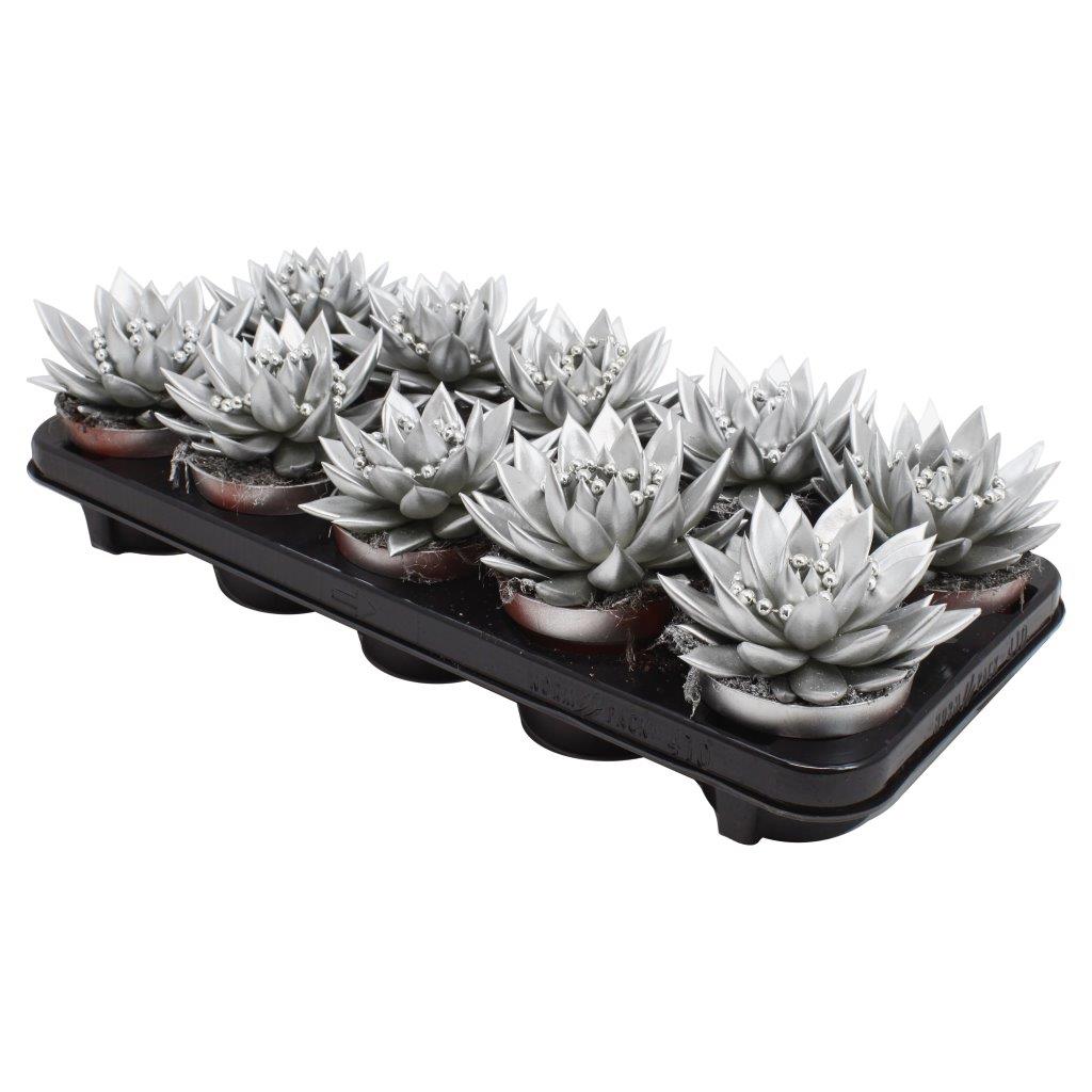 Echeveria Silver Pearl 13cm 10.5cm Pot