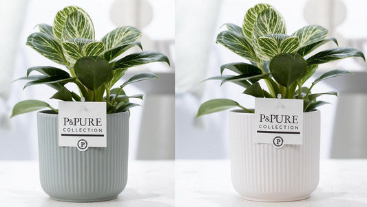 Philodendron scandens 35cm 12cm Pot