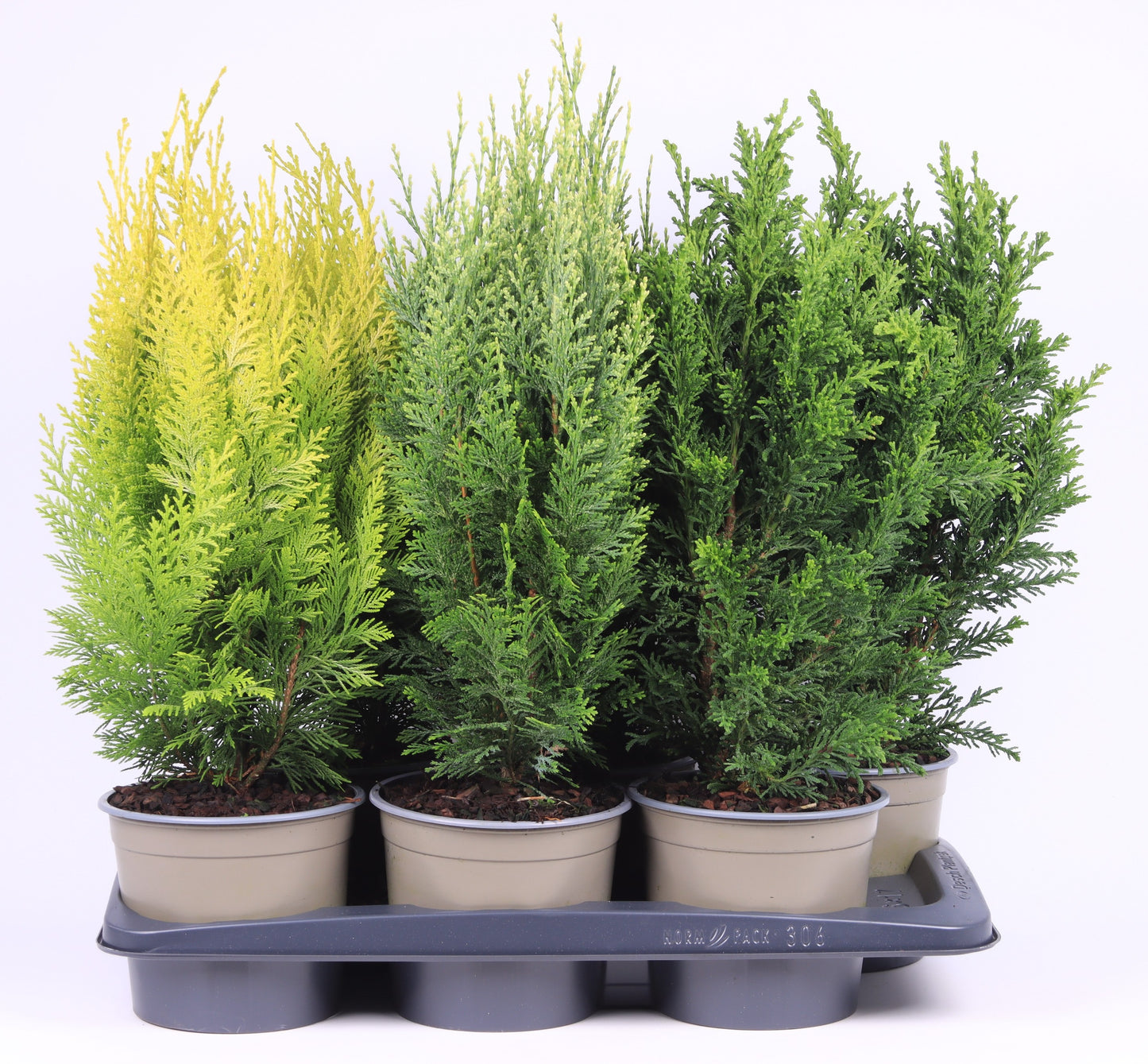 Chamaecyparis 55cm 17cm Pot