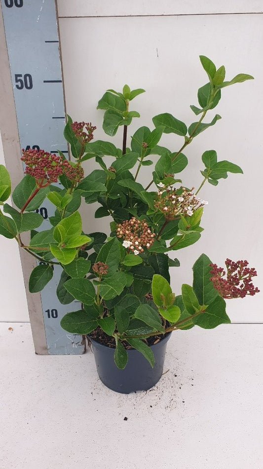 Viburnum tinus Lisa Rose 50cm 17cm Pot
