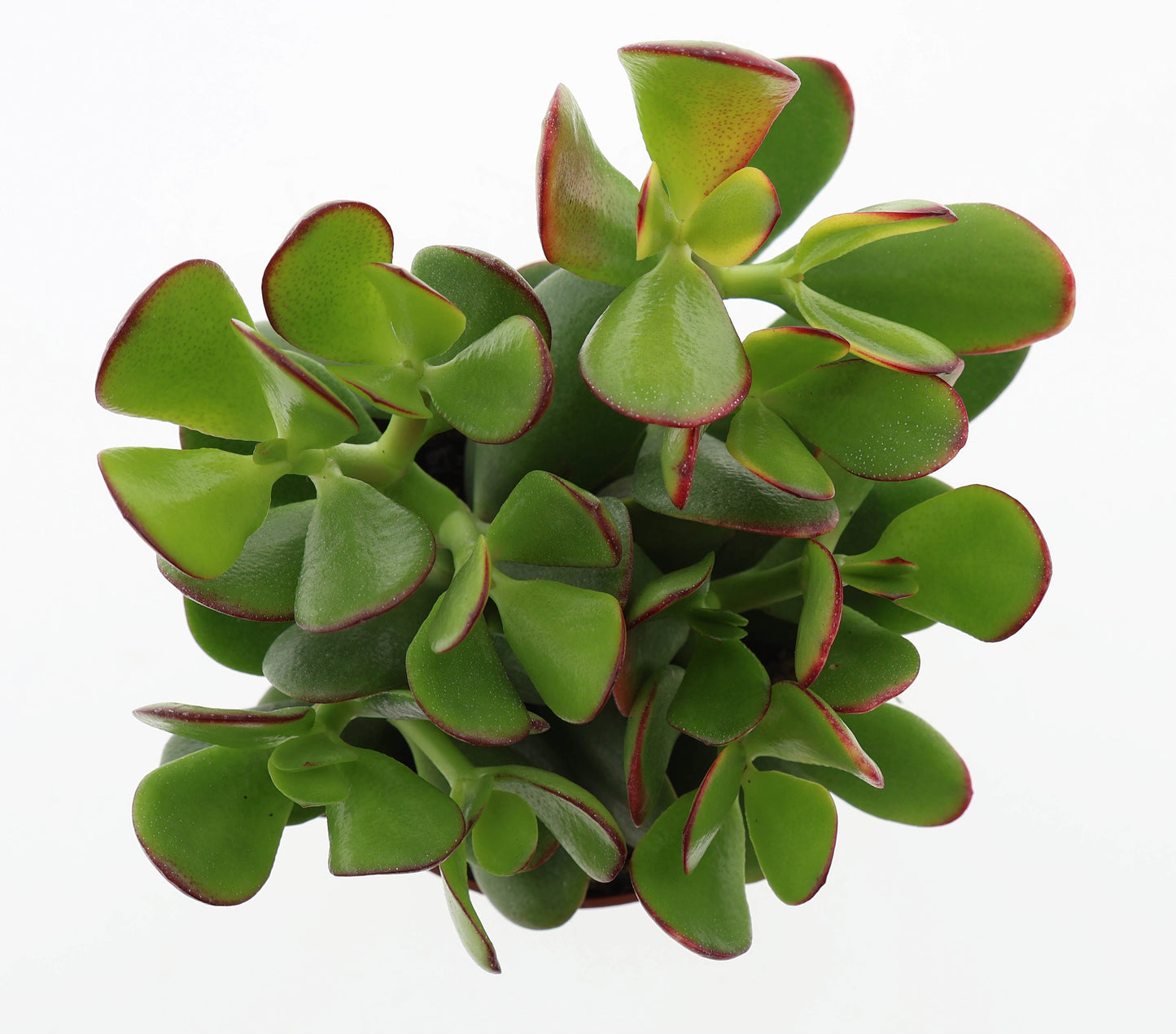 Crassula Sunset 17cm 12cm Pot