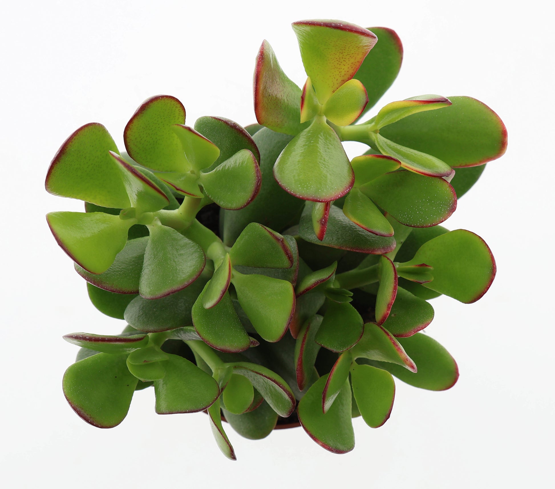 Crassula Sunset 17cm 12cm Pot