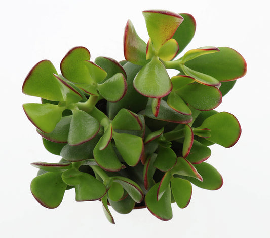 Crassula Sunset 17cm 12cm Pot