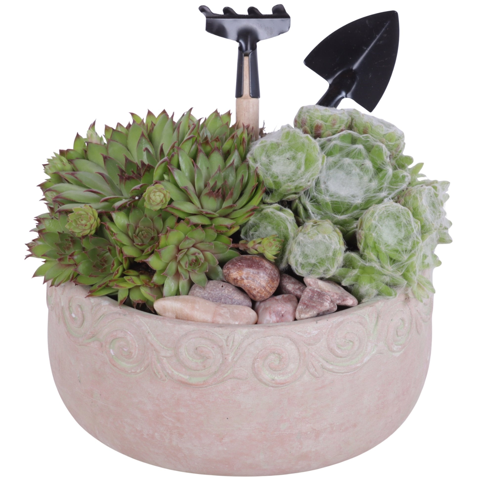 arr. Sempervivum 20cm 17cm Pot