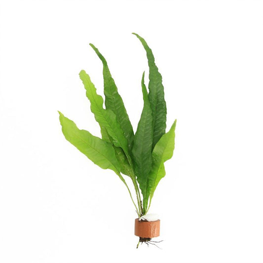 Microsorium pteropus 5cm 2cm Pot