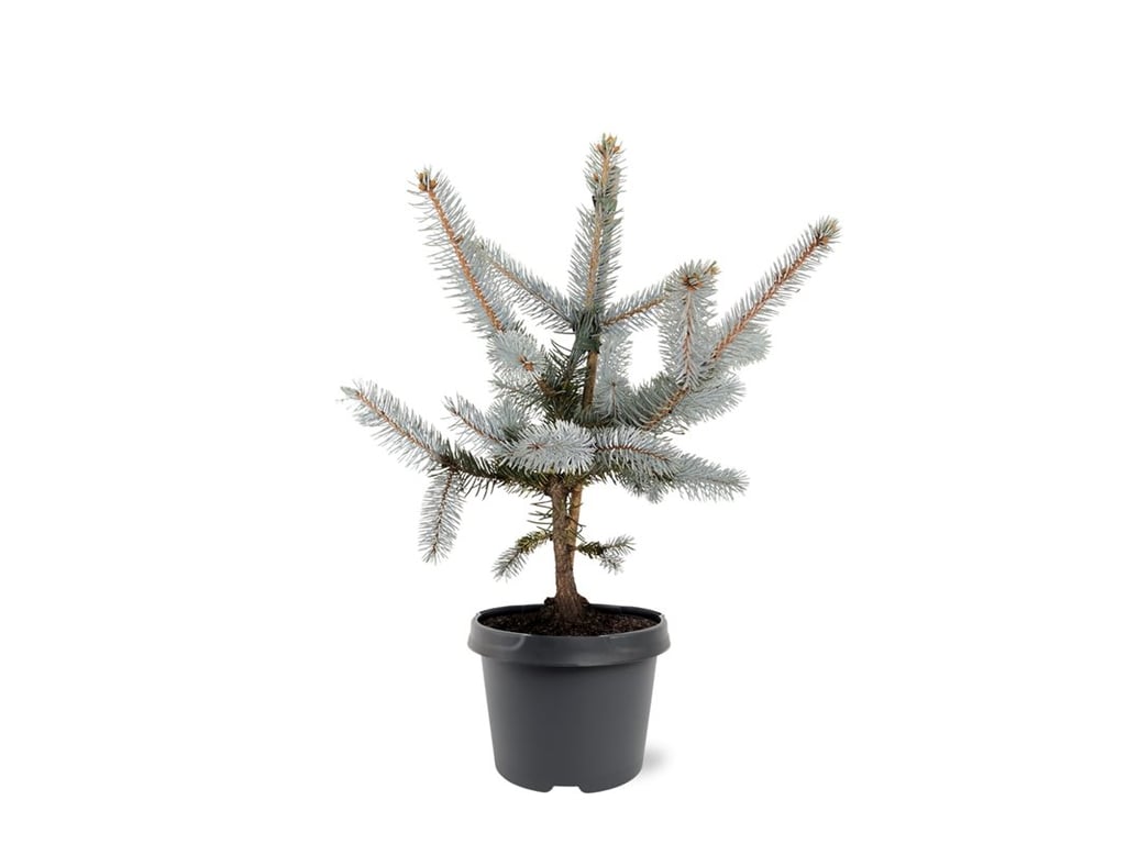 Picea pun. Hoopsii 35cm 19cm Pot
