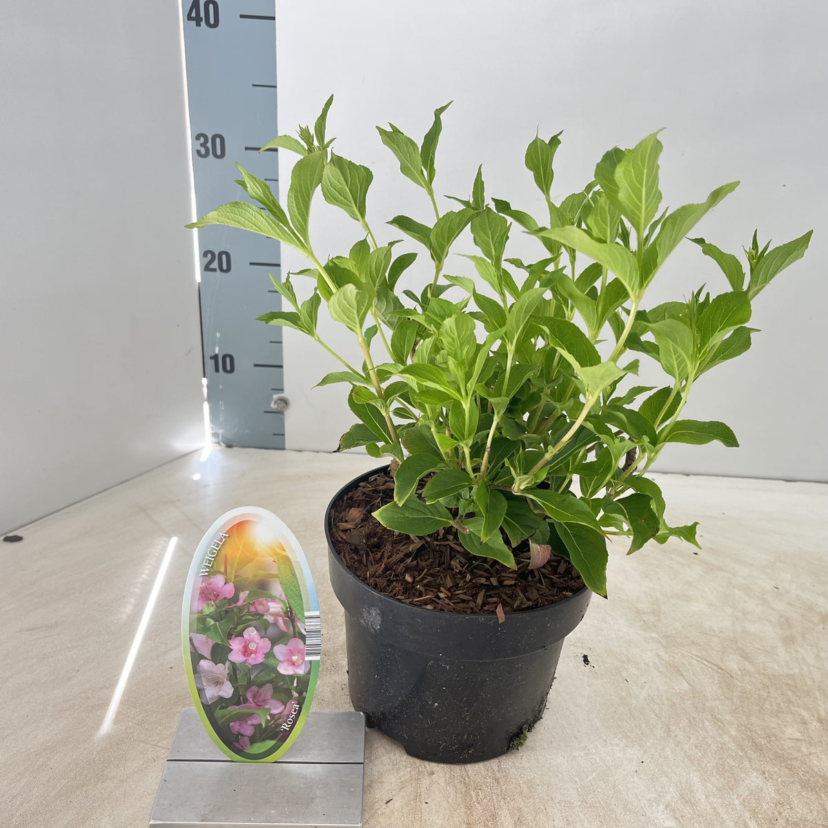 Weigela Rosea 50cm 17cm Pot
