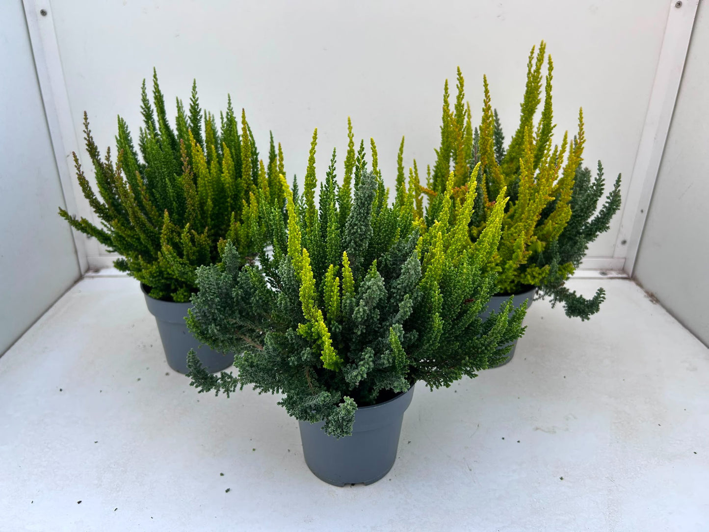 Gartenbau Janshen Gbr Calluna Skyline Colorados trio Pack of 10