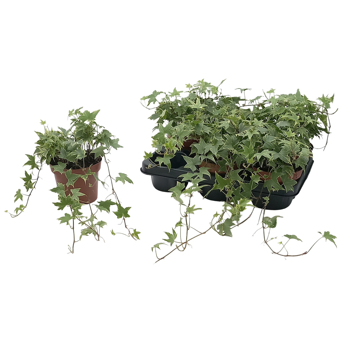 Quakelplant BV Hedera helix Yellow Ripple Pack of 8