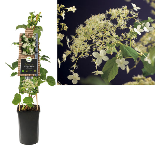Hydrangea petiolaris 75cm 17cm Pot