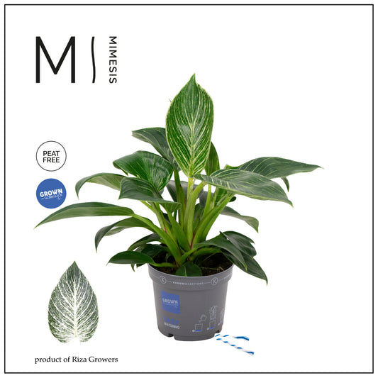 Riza Karma Plants Philodendron White Stripe Pack of 6