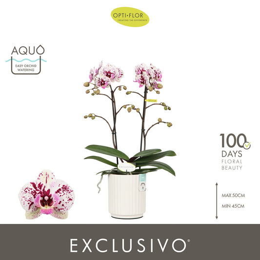 Phalaenopsis mix 45cm 12cm Pot