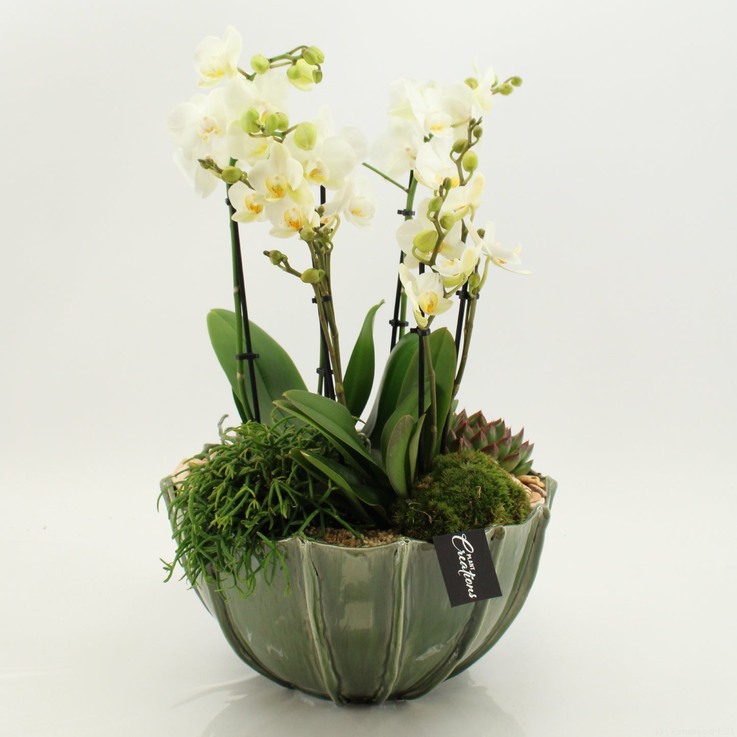 Phalaenopsis arrangement 55cm 23cm Pot