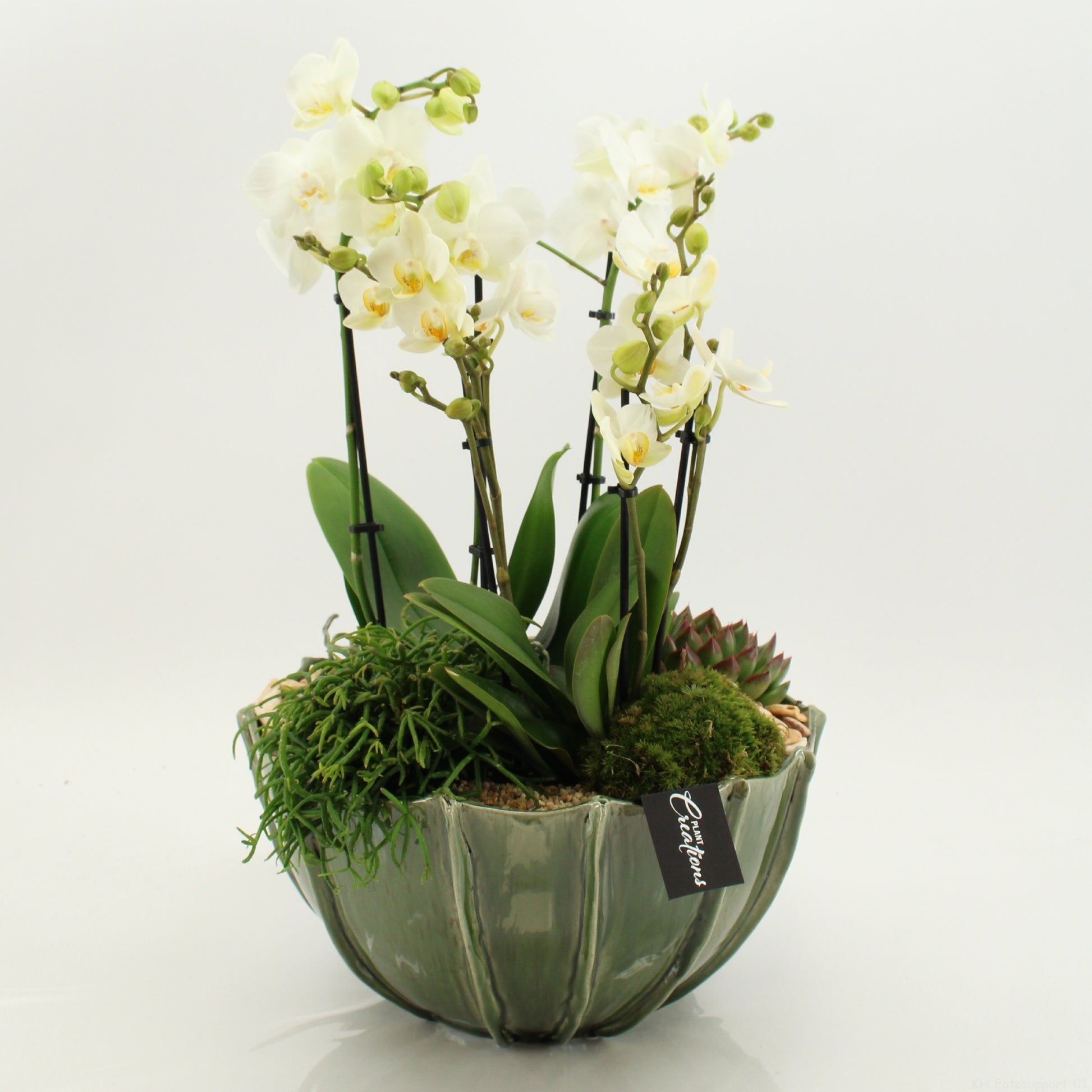 Phalaenopsis arrangement 55cm 23cm Pot