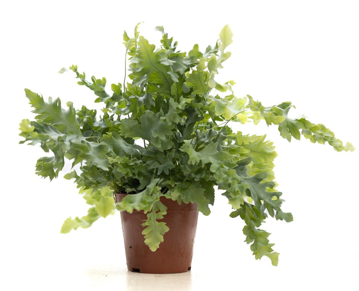 Phlebodium Davana 35cm 12cm Pot