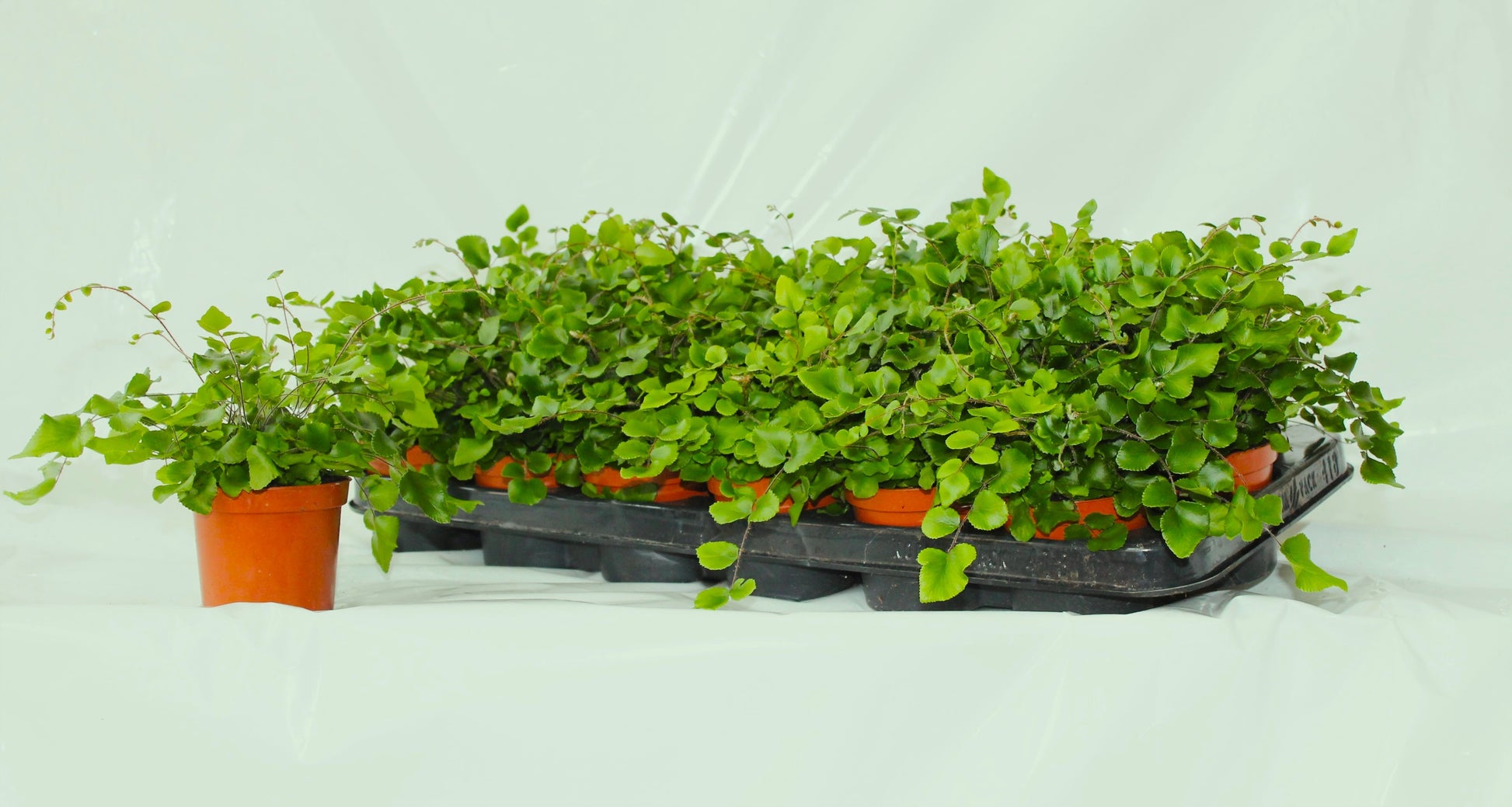 Pellaea rotundifolia 20cm 8.5cm Pot