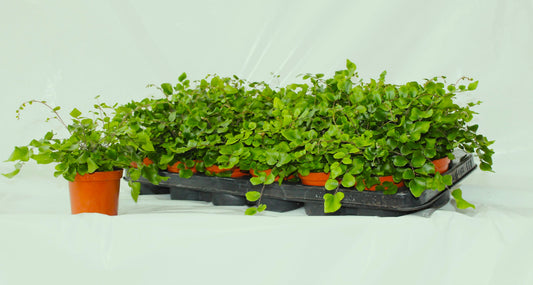 Pellaea rotundifolia 20cm 8.5cm Pot