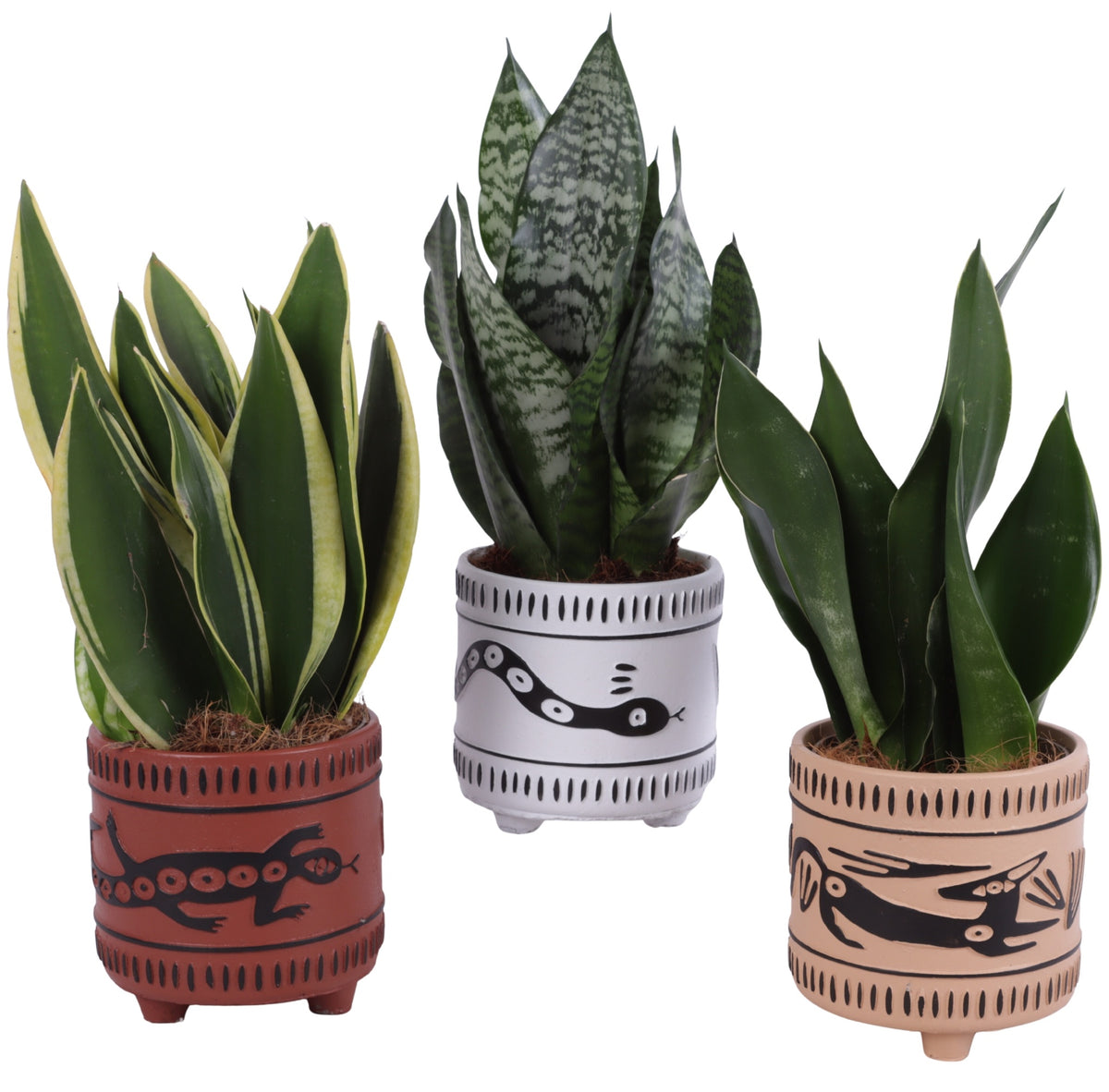 Sansevieria trifasciata 35cm 14cm Pot