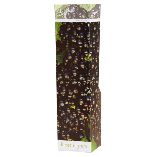Fruit/Shrub Climber mix 25cm 9cm Pot