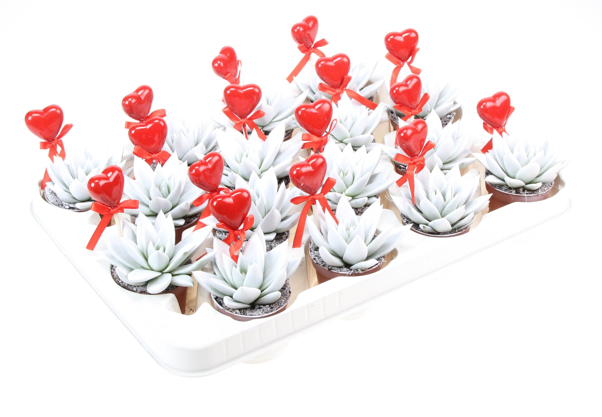 Euro Cactus Holland Bv Miranda wit + hartje Pack of 16