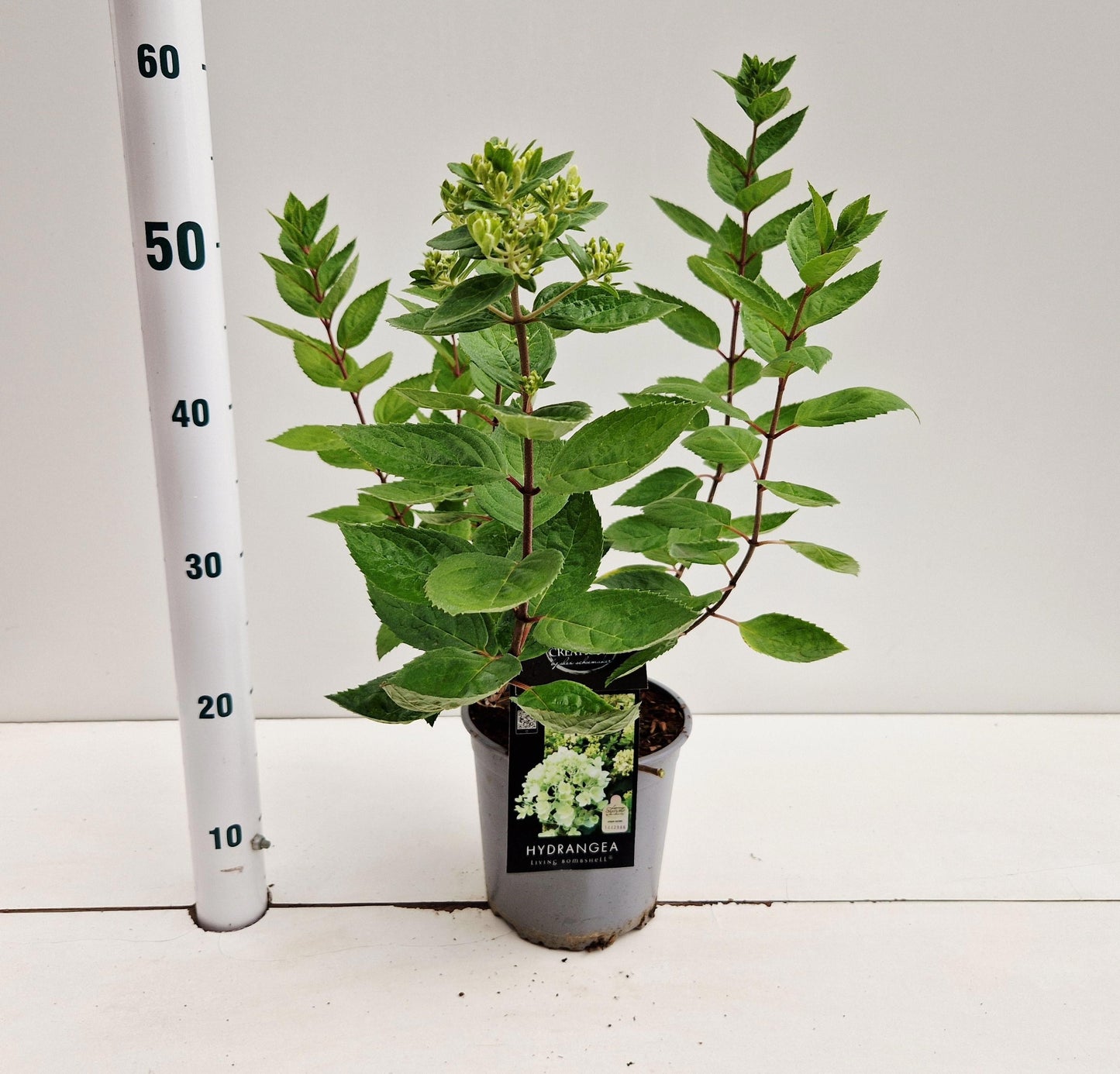 About Plants Zundert BV Hydrangea pan. Bombshell Pack of 1