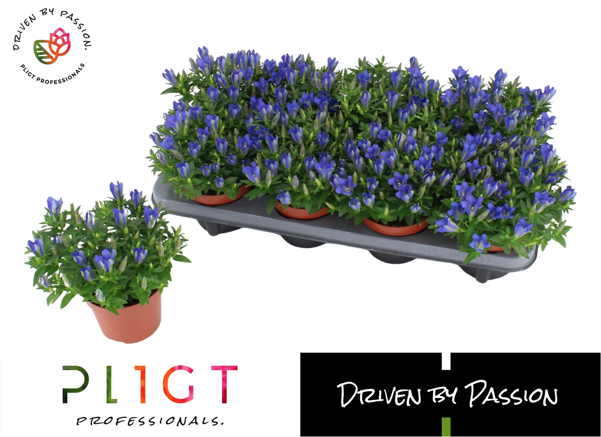 Pligt Professionals BV Gentiana sc. Luis Blue Pack of 8