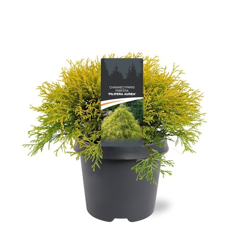 Chamaecyparis Filifera Aurea 40cm 23cm Pot