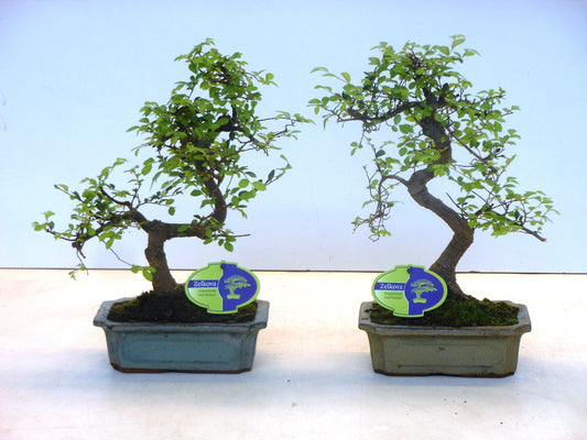 Zelkova sp. Bonsai 35cm 20cm Pot