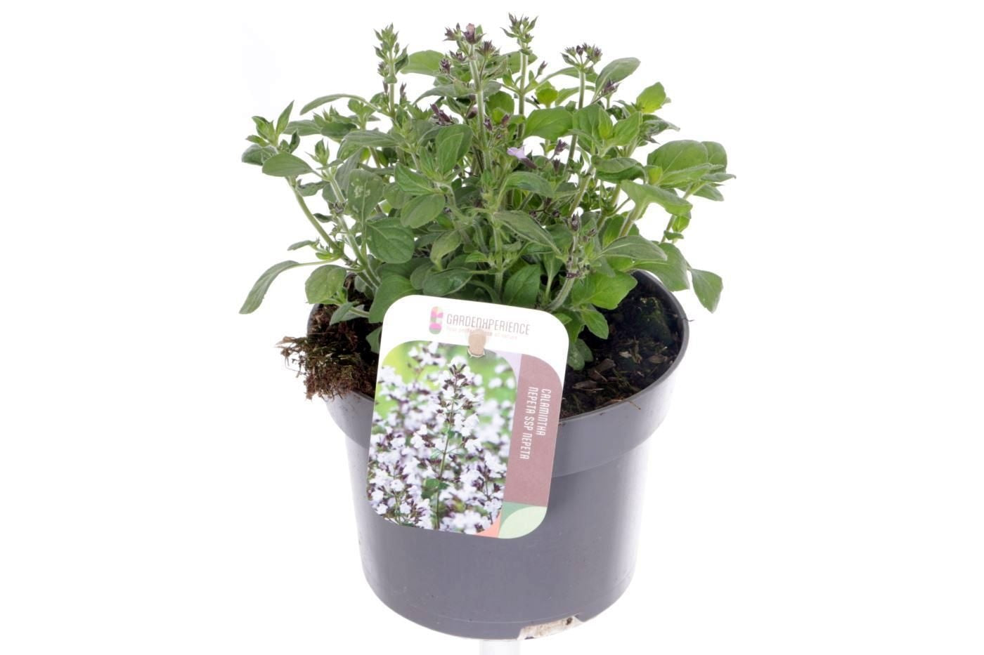 Calamintha nepeta 20cm 13cm Pot