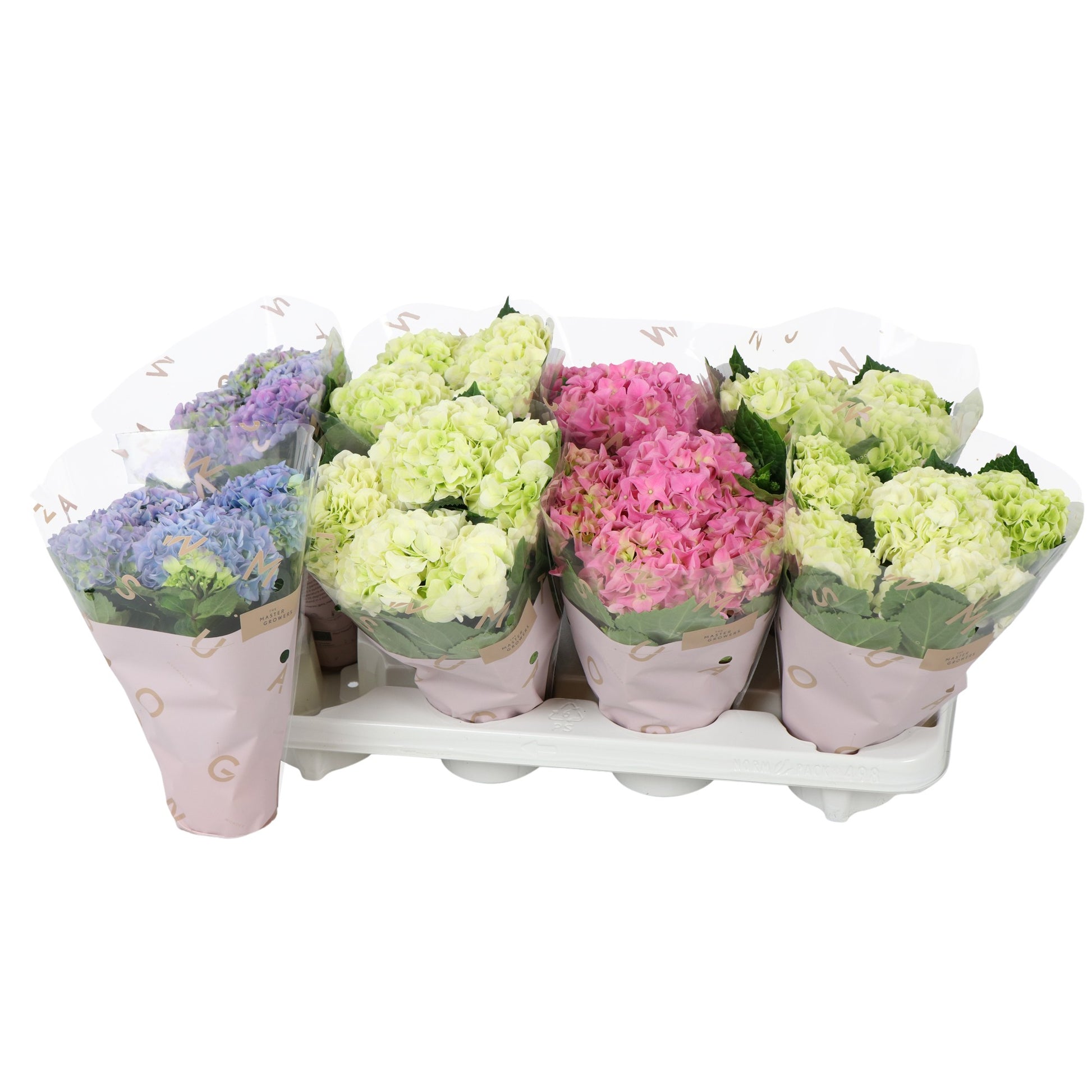 Hydrangea macrophylla mix 25cm 10cm Pot