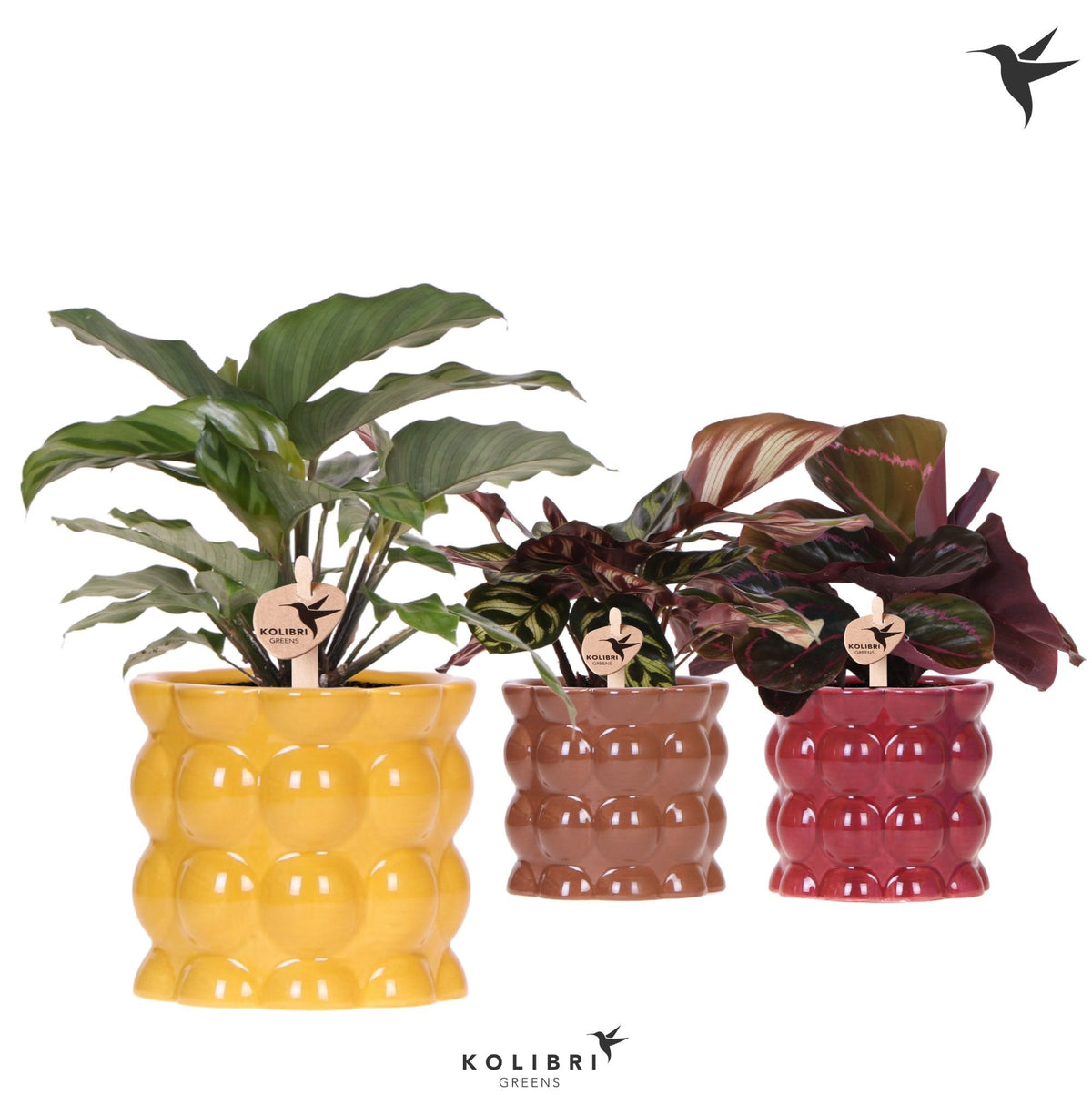 Calathea mix 26cm 9cm Pot