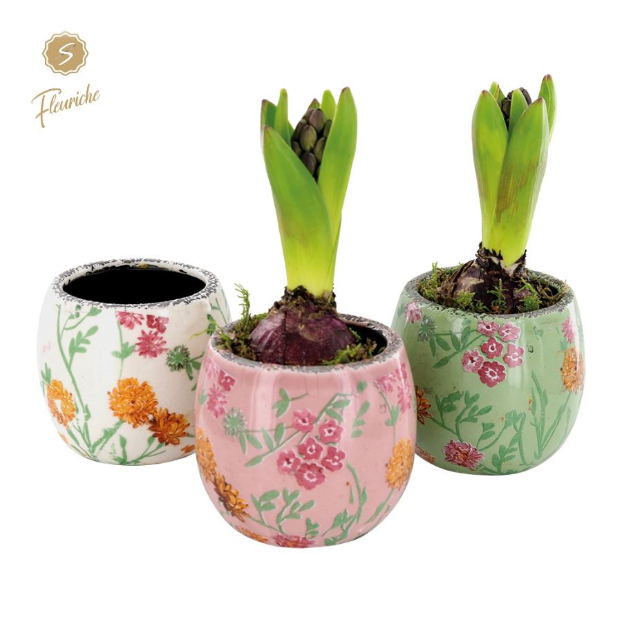 arr. Hya. Early springtime 3601 16cm 11cm Pot